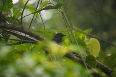 Schiffornis veraepacis