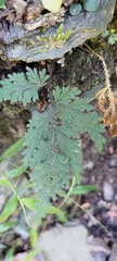 Selaginella moellendorffii
