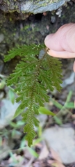 Selaginella moellendorffii