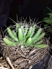 Mammillaria longimamma
