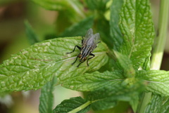 Oxysarcodexia varia