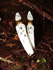 Staheliomyces cinctus