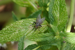 Oxysarcodexia varia