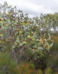 Eucalyptus preissiana