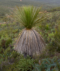 Xanthorrhoea platyphylla