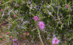 Melaleuca jonesii
