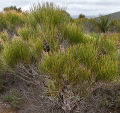 Allocasuarina trichodon