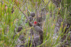Allocasuarina trichodon