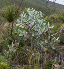Eucalyptus pleurocarpa