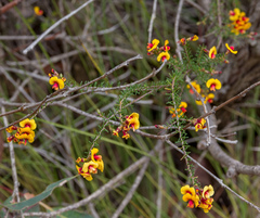 Dillwynia laxiflora