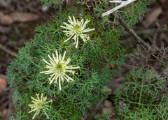 Petrophile divaricata