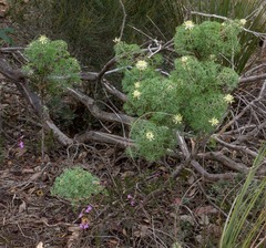 Petrophile divaricata