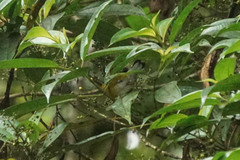 Euphonia minuta