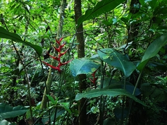 Heliconia farinosa
