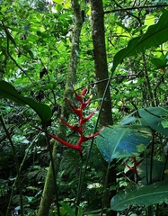Heliconia farinosa