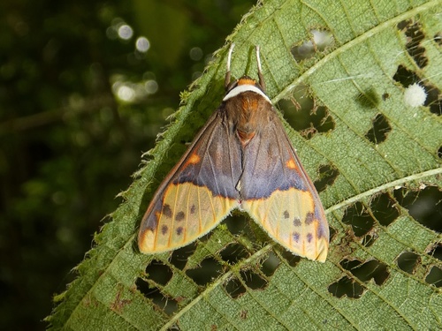 Evius hippia