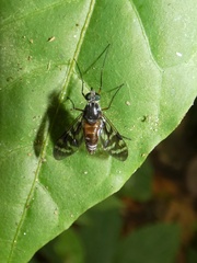 Suragina