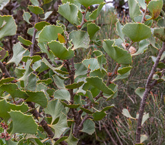 Hakea baxteri