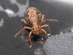 Ptenothrix renateae