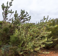 Hakea baxteri