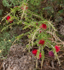 Melaleuca cyrtodonta