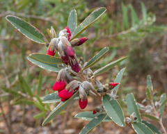 Gastrolobium rubrum