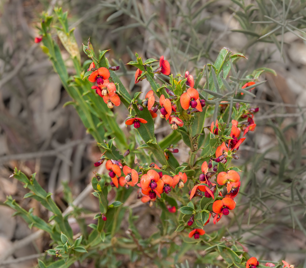 Daviesia trigonophylla