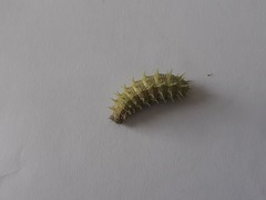 Vanessa itea