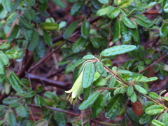 Correa glabra leucoclada