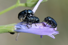 Cryptocephalus virens