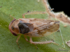 Dryinus