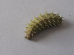 Vanessa itea