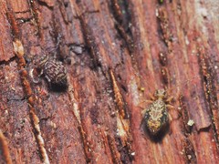 Ptenothrix renateae