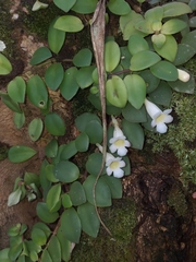 Codonanthopsis crassifolia