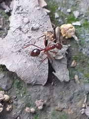 Megalomyrmex leoninus