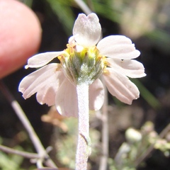 Phymaspermum trifidum