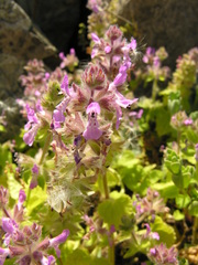 Stachys marrubiifolia