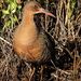 Clapper Rail - Photo (c) Len Blumin, some rights reserved (CC BY)
