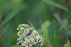 Acoloithus falsarius
