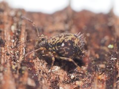 Ptenothrix renateae