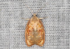 Eochrois sarcoxantha