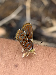 Sarota gamelia