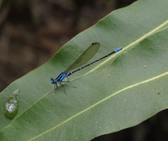 Argia rhoadsi