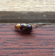 Phyllotocus bimaculatus