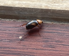 Phyllotocus bimaculatus