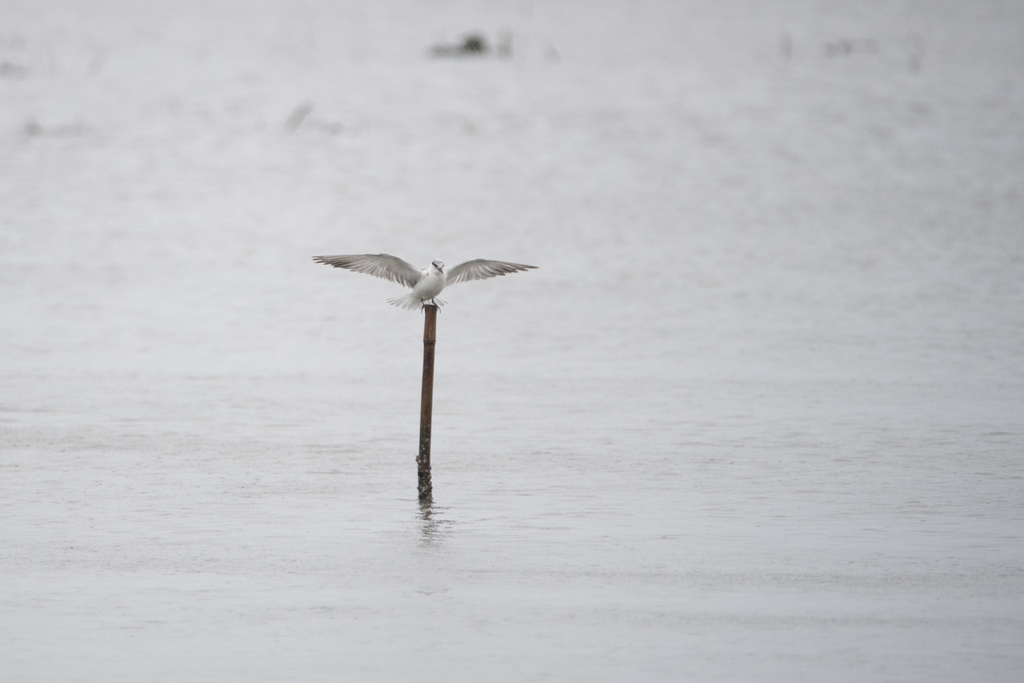 Eurasian Whiskered Tern
