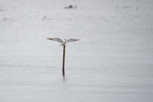 Eurasian Whiskered Tern
