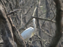 Egretta garzetta