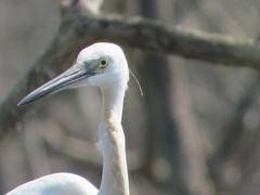 Egretta garzetta