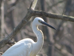 Egretta garzetta